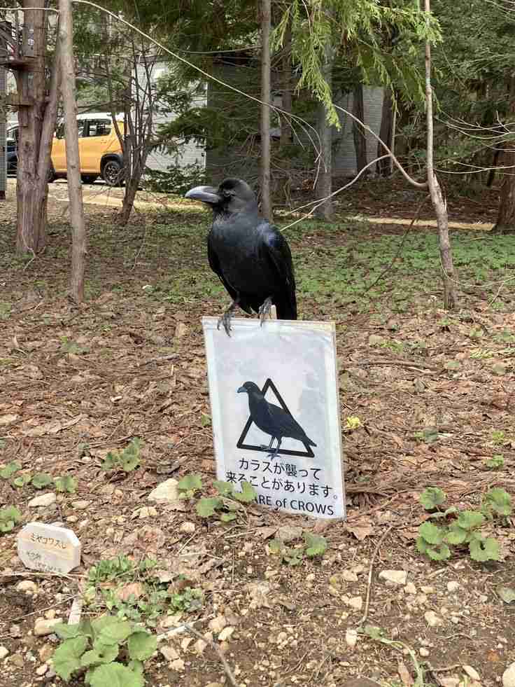思わずツッコミたくなる画像を貼ると、誰かが関西弁でツッコんでくれるトピpart10