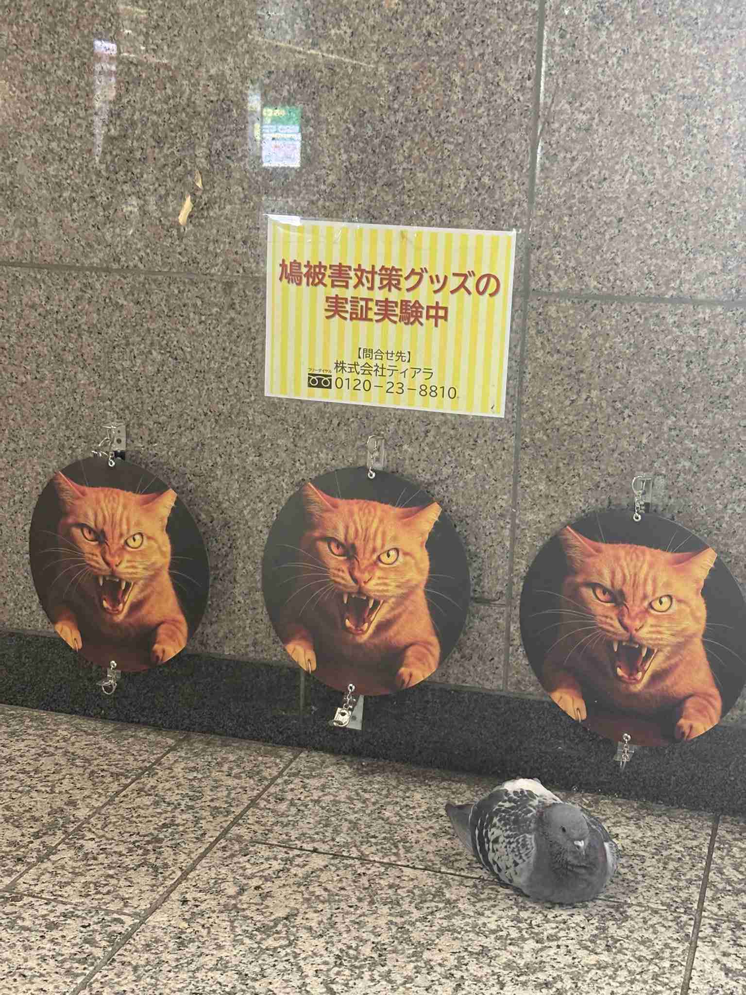 思わずツッコミたくなる画像を貼ると、誰かが関西弁でツッコんでくれるトピpart10