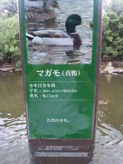 思わずツッコミたくなる画像を貼ると、誰かが関西弁でツッコんでくれるトピpart10
