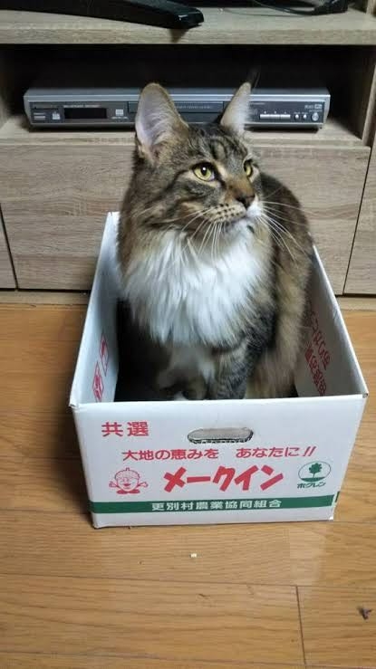 思わずツッコミたくなる画像を貼ると、誰かが関西弁でツッコんでくれるトピpart10
