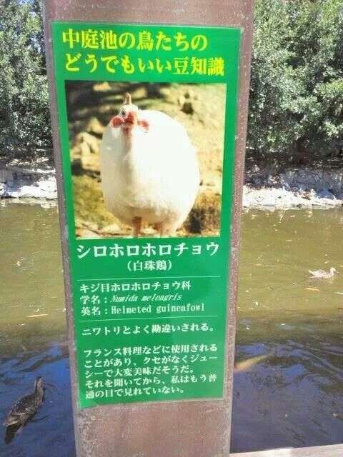 思わずツッコミたくなる画像を貼ると、誰かが関西弁でツッコんでくれるトピpart10