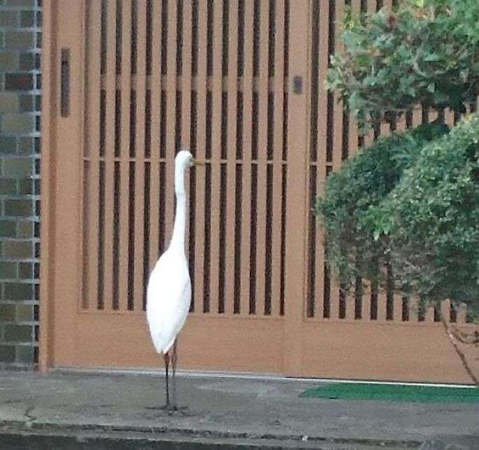 思わずツッコミたくなる画像を貼ると、誰かが関西弁でツッコんでくれるトピpart10