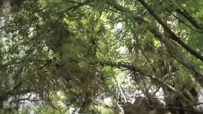 B級映画で個人的に名作だと思う作品は?