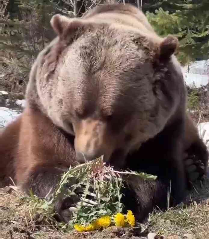 小国町で地鶏のクマ食害相次ぐ 鶏舎侵入、計約180羽襲われる