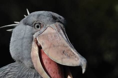 甘やかされて育った人の特徴