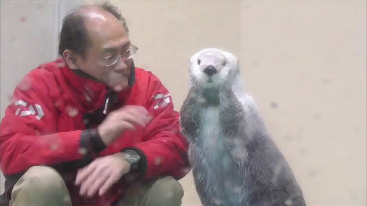ラッコの24時間ライブ配信“カスハラ”対応で飼育員にモザイク処理 三重の鳥羽水族館 不適切な言動や問い合わせから従業員守るため
