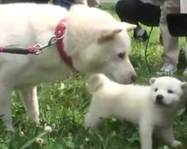 いい上司役が似合う役者さんと言えば？