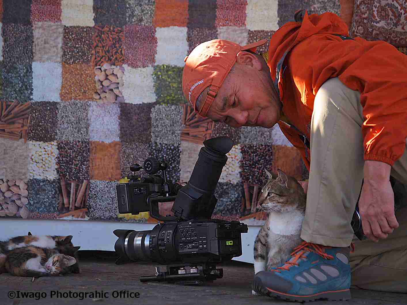 写真家・岩合光昭、「ネコ歩き」撮影中。“確信犯的に邪魔する”猫に「またやられています」