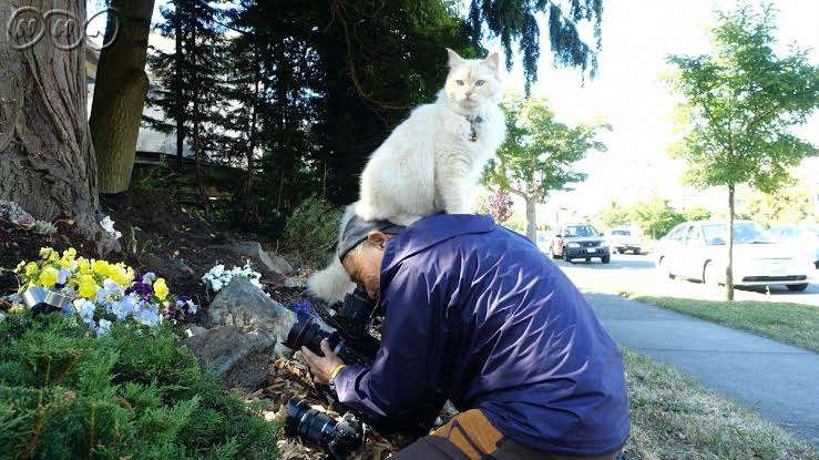 写真家・岩合光昭、「ネコ歩き」撮影中。“確信犯的に邪魔する”猫に「またやられています」
