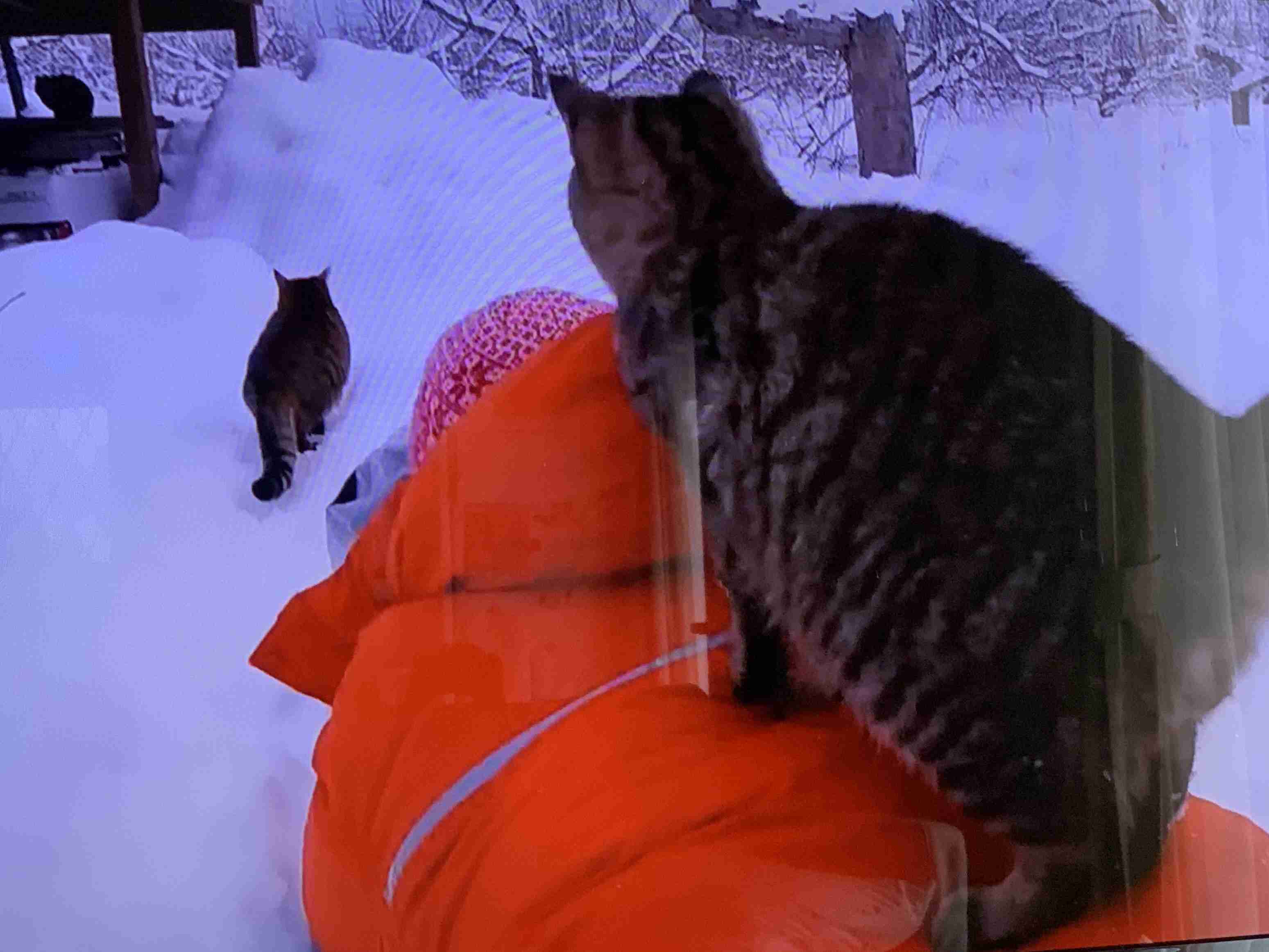 写真家・岩合光昭、「ネコ歩き」撮影中。“確信犯的に邪魔する”猫に「またやられています」