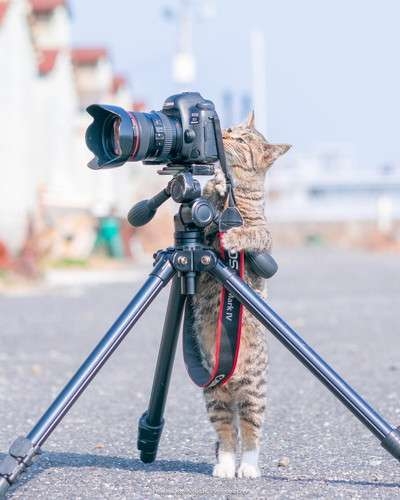 写真家・岩合光昭、「ネコ歩き」撮影中。“確信犯的に邪魔する”猫に「またやられています」