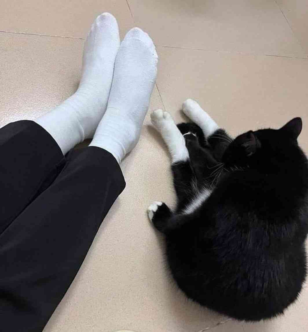 いつの間にかそっくり？猫と飼い主さんは似るのか獣医師が解説