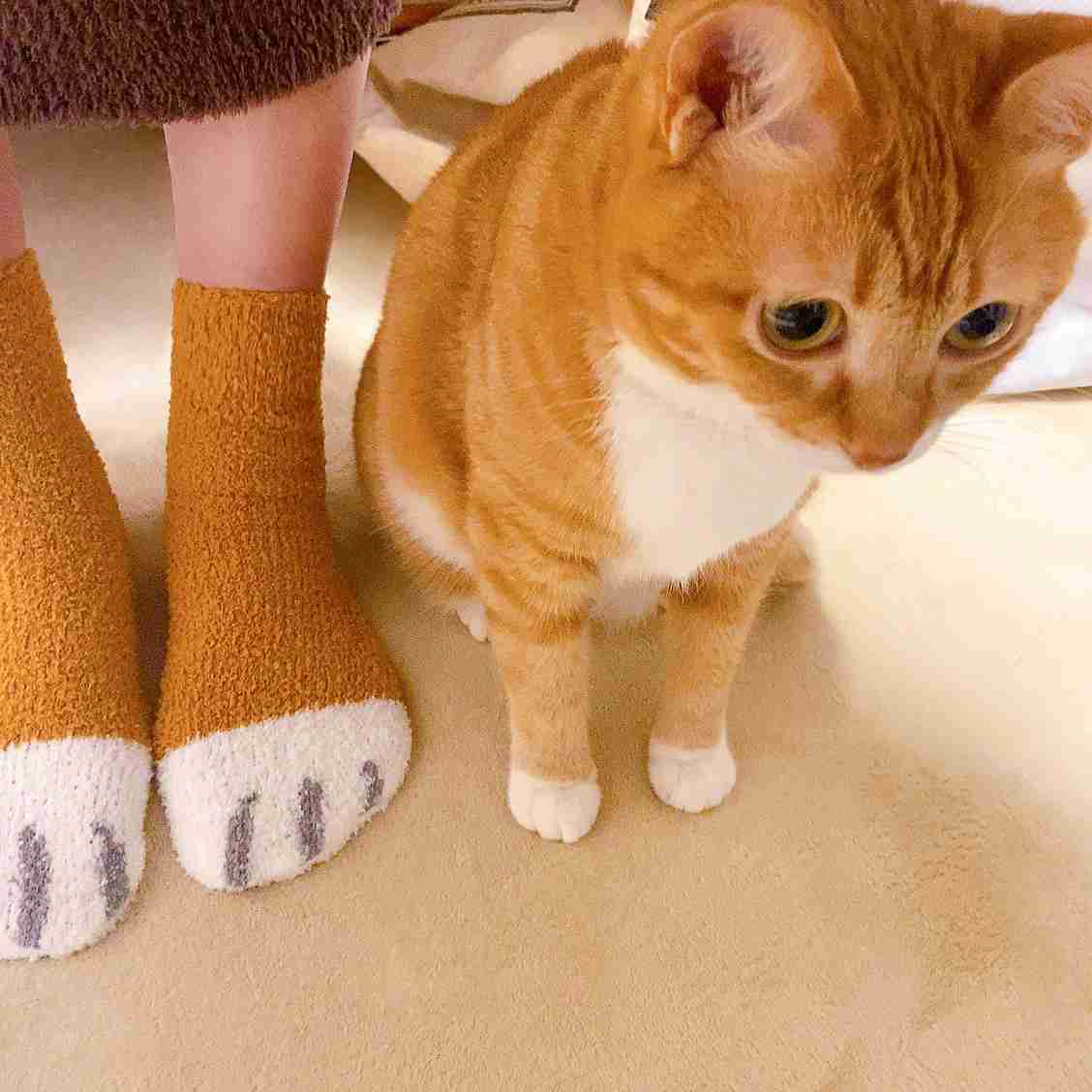 いつの間にかそっくり？猫と飼い主さんは似るのか獣医師が解説