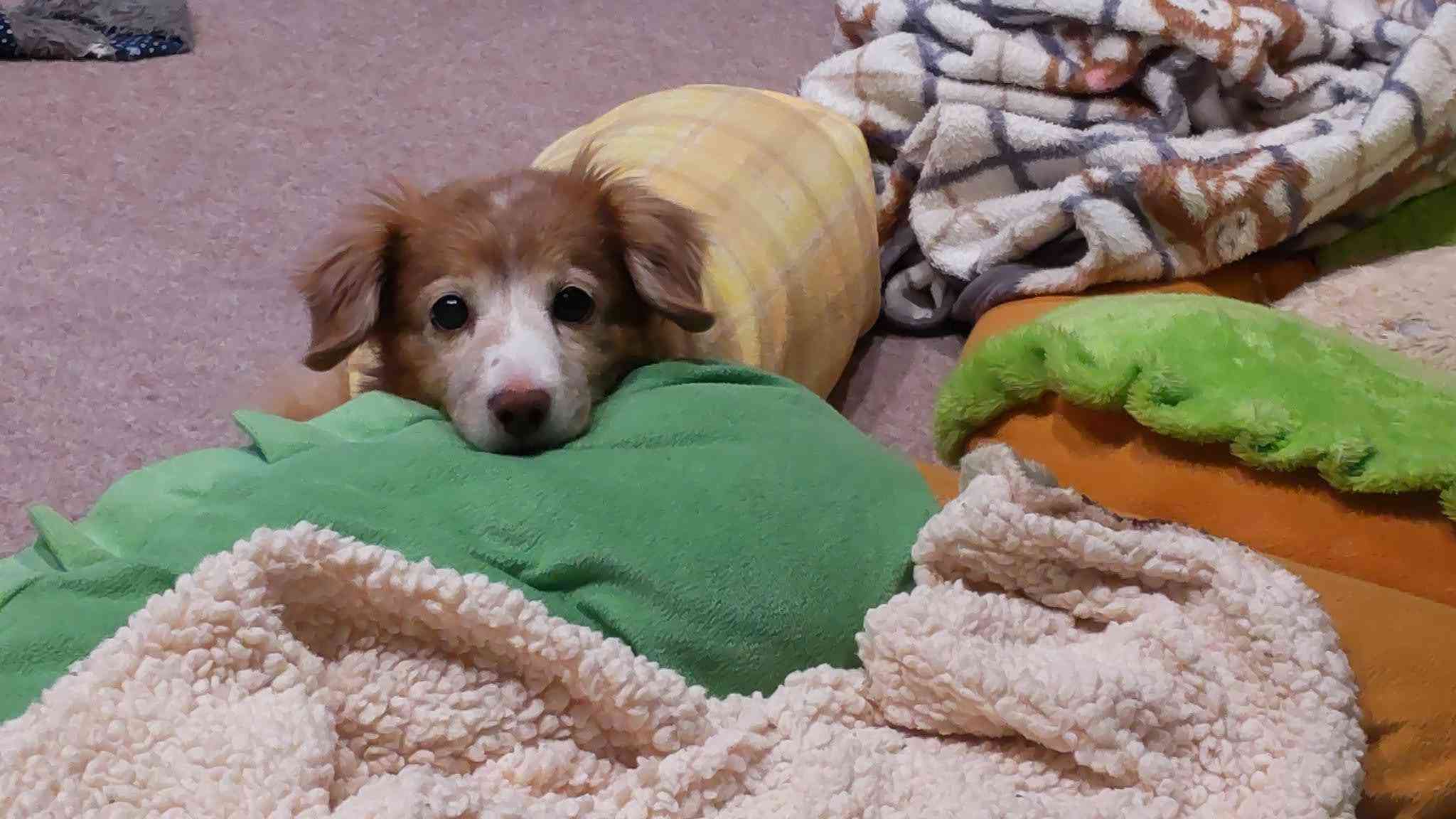 ペットの命日