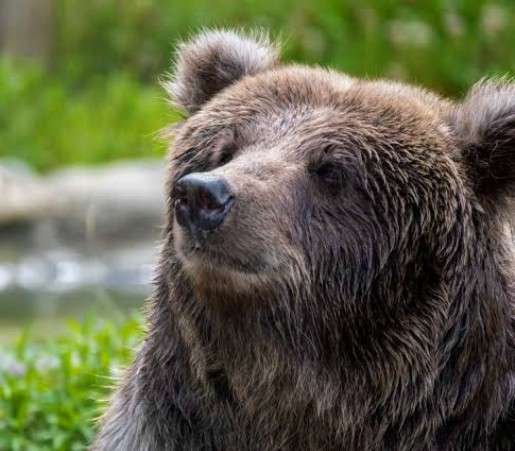 世界遺産・白川郷でスペイン人観光客がクマに引っかかれる 40代男性けが 2人で歩行中に背後から襲われる 岐阜・白川村