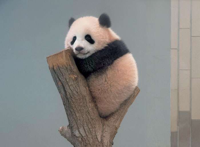 絶滅危惧種の動物が見たい
