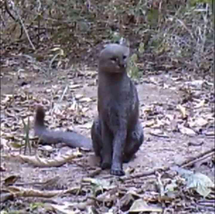 絶滅危惧種の動物が見たい