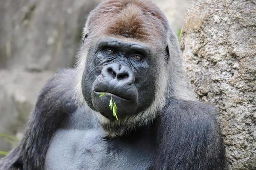 絶滅危惧種の動物が見たい