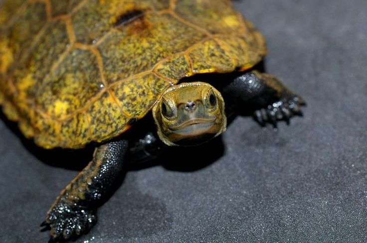 絶滅危惧種の動物が見たい