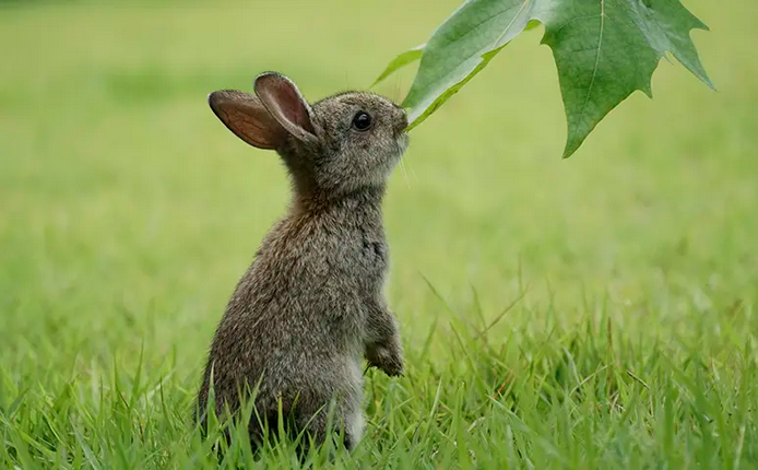 絶滅危惧種の動物が見たい