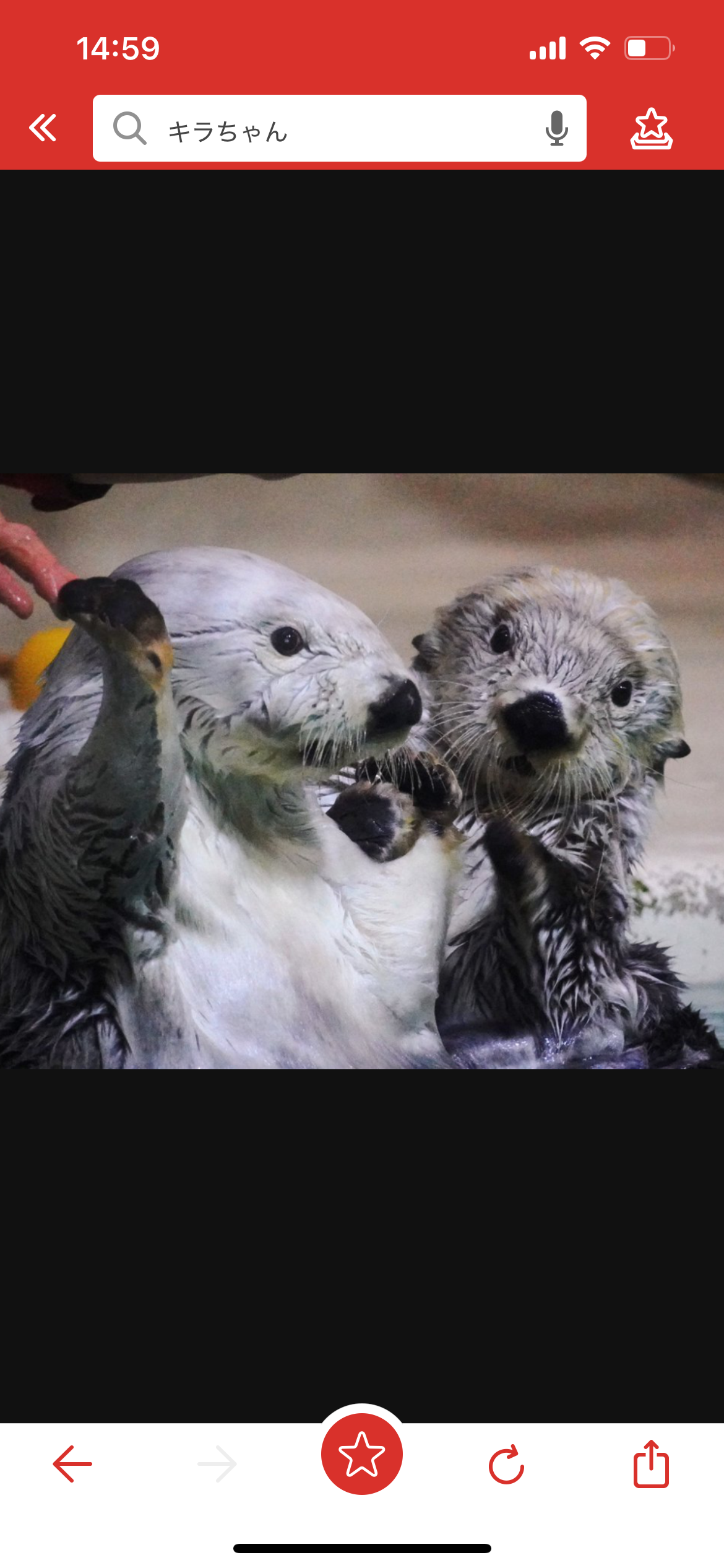 絶滅危惧種の動物が見たい