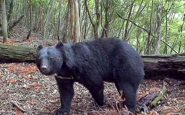 絶滅危惧種の動物が見たい