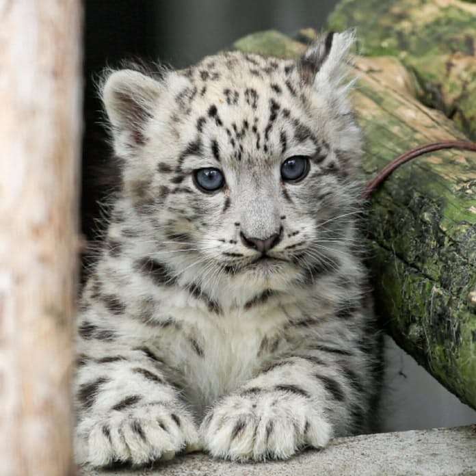絶滅危惧種の動物が見たい