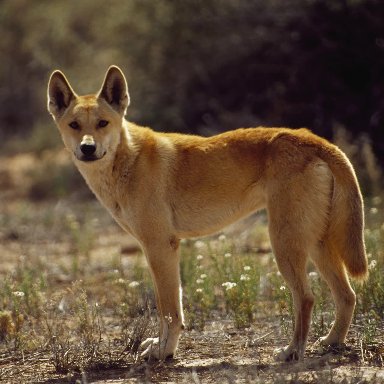 絶滅危惧種の動物が見たい