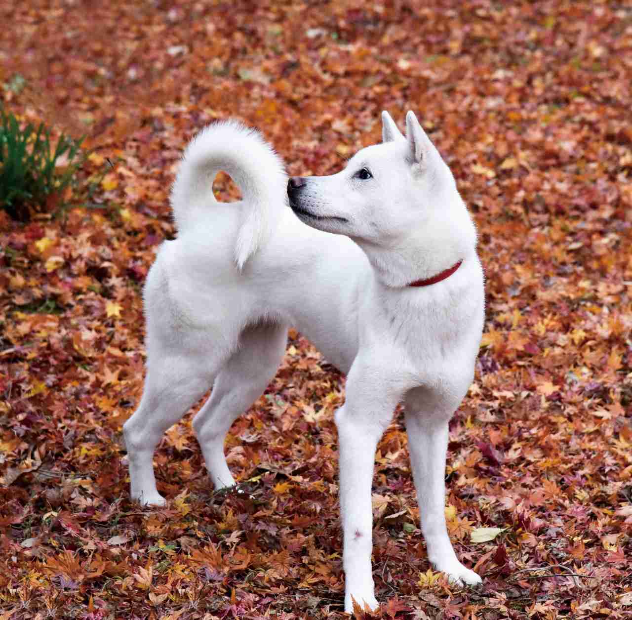 絶滅危惧種の動物が見たい