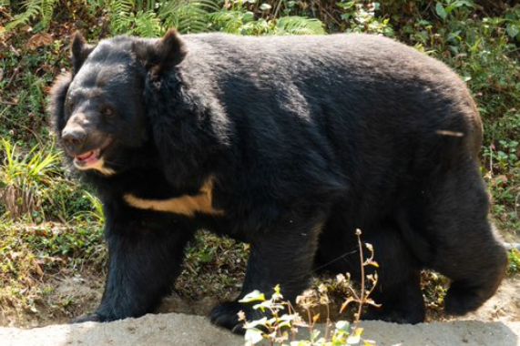 クマに襲われたか 住宅敷地内に身元不明の遺体発見 遺体に獣による爪跡など確認 岩手県一関市