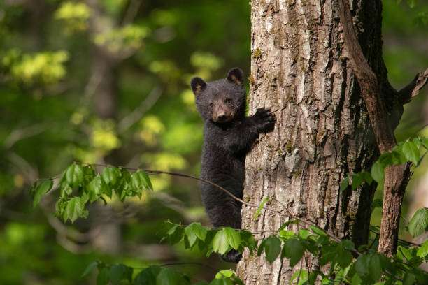 クマに襲われたか 住宅敷地内に身元不明の遺体発見 遺体に獣による爪跡など確認 岩手県一関市