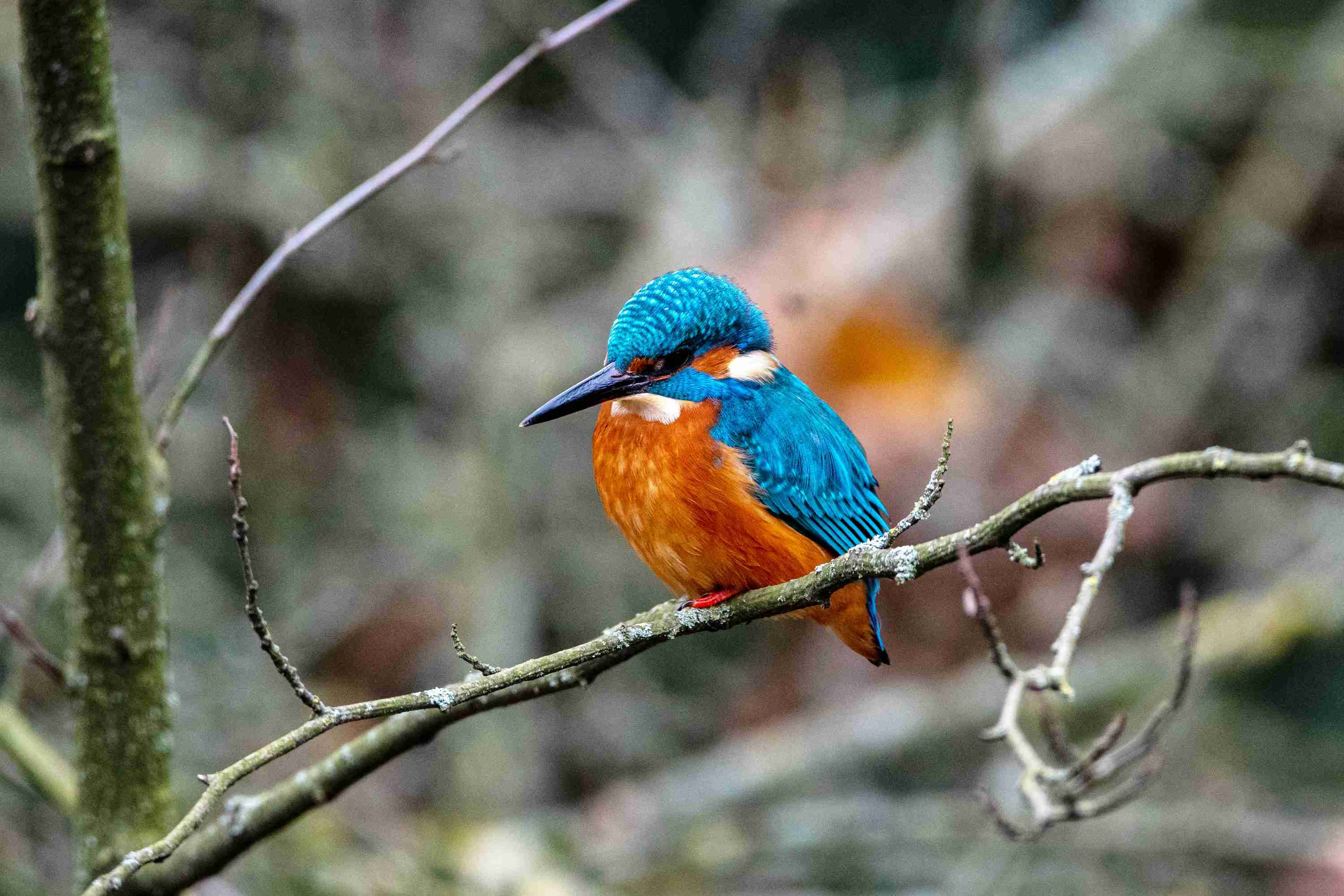 好きな色の組み合わせpart3