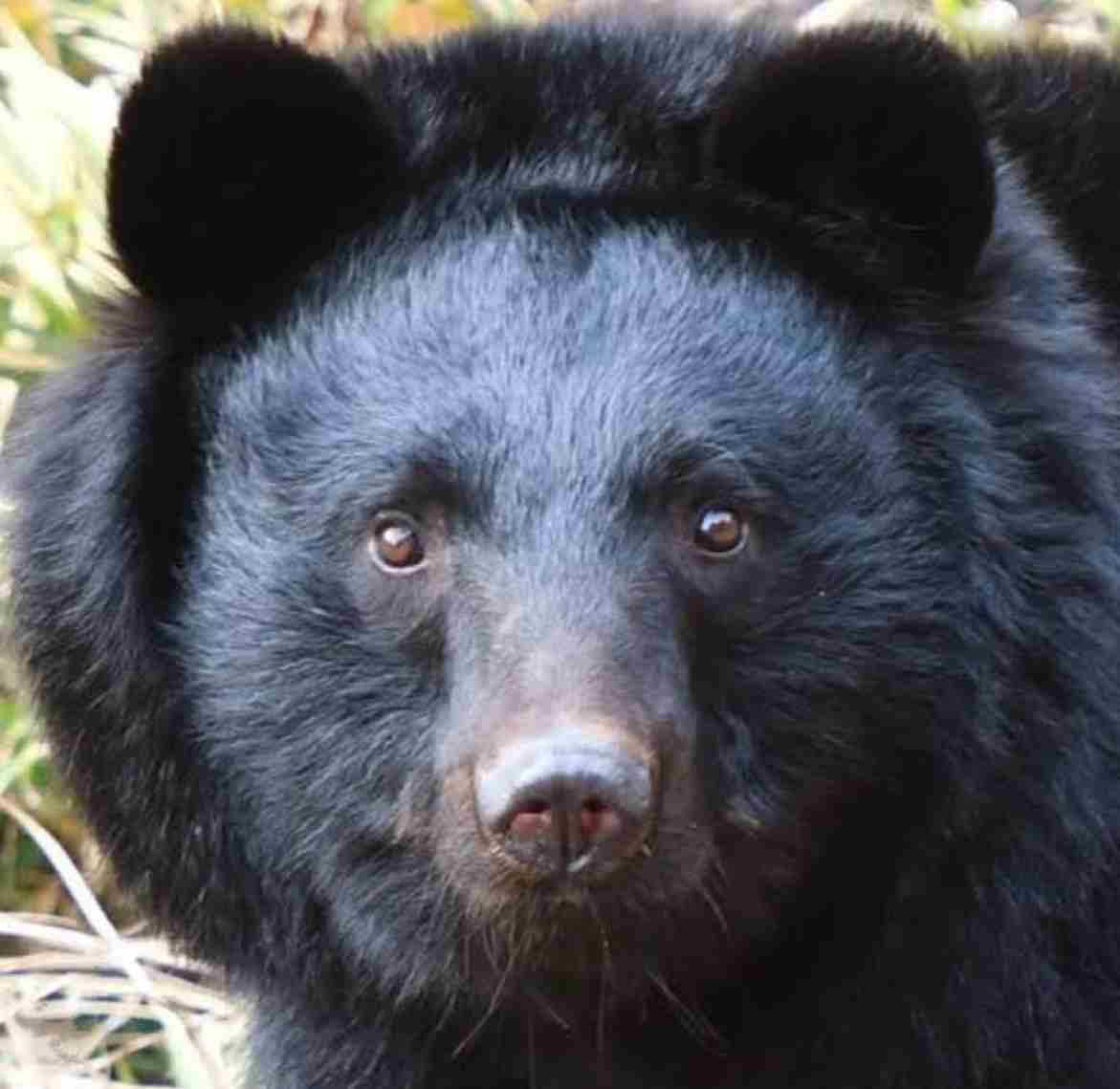 仙台市青葉区の広瀬川河川敷で“一度に”クマ5頭 JR仙台駅から約3キロ