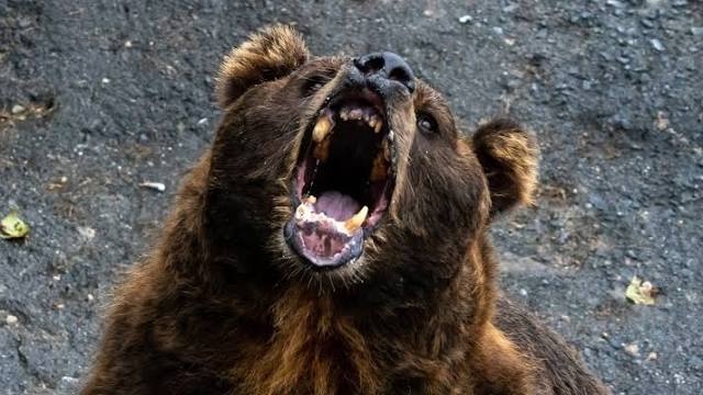 クマ銃猟に抗議して農産物「不売運動」呼びかけ　愛護家の投稿に県人会は反発「秋田産を応援して」