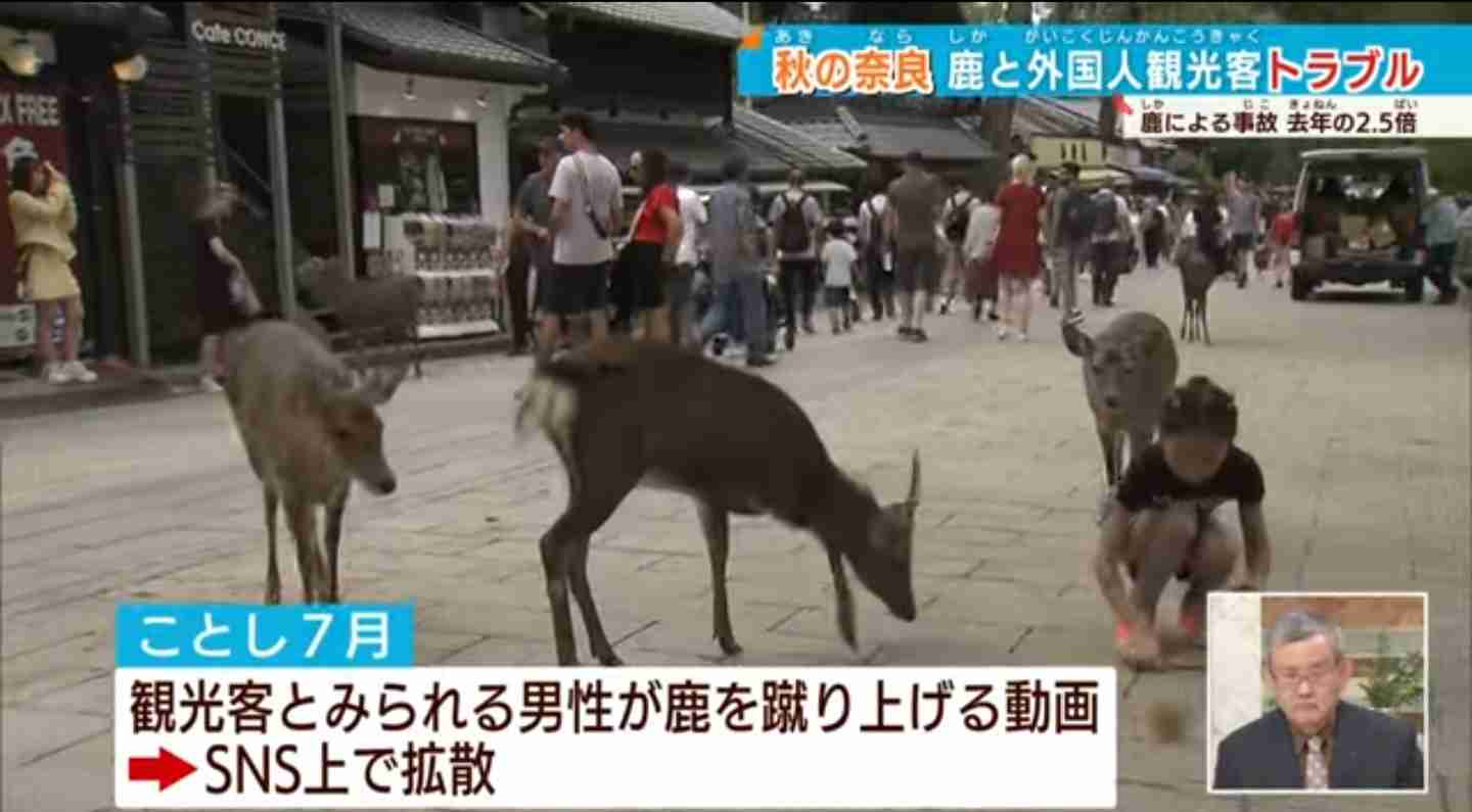 奈良公園のシカめぐる報道で日テレが声明「中傷、迷惑行為は慎んで」