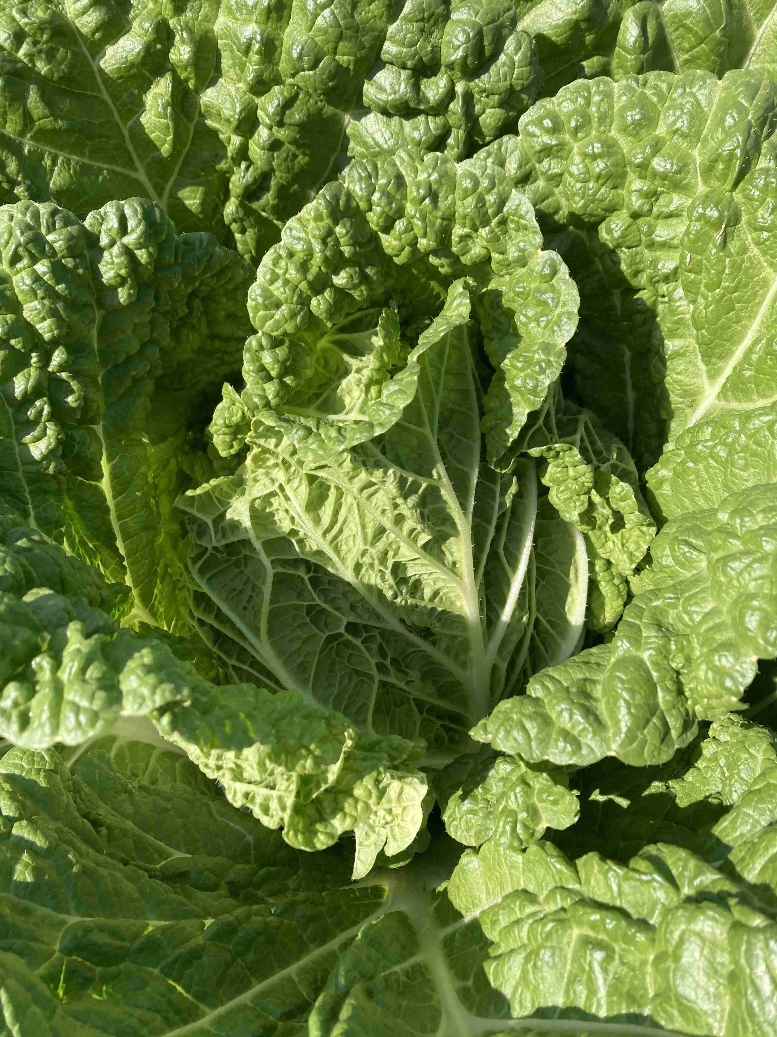 明るい話題を提供するトピ