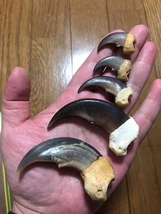 子グマを市の職員が網で捕獲 駅から約100mのやぶで発見 麻酔銃で眠らせ山の中で放獣へ 体長約50cm 長野・大町市