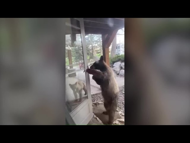 子グマを市の職員が網で捕獲 駅から約100mのやぶで発見 麻酔銃で眠らせ山の中で放獣へ 体長約50cm 長野・大町市
