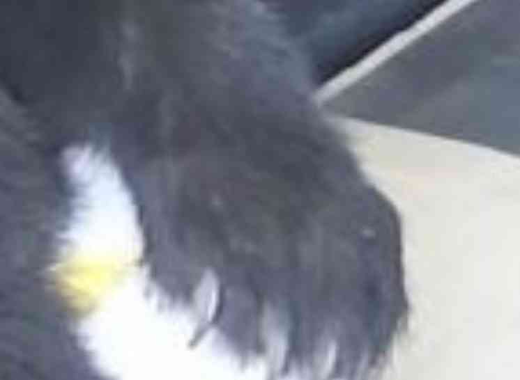子グマを市の職員が網で捕獲 駅から約100mのやぶで発見 麻酔銃で眠らせ山の中で放獣へ 体長約50cm 長野・大町市
