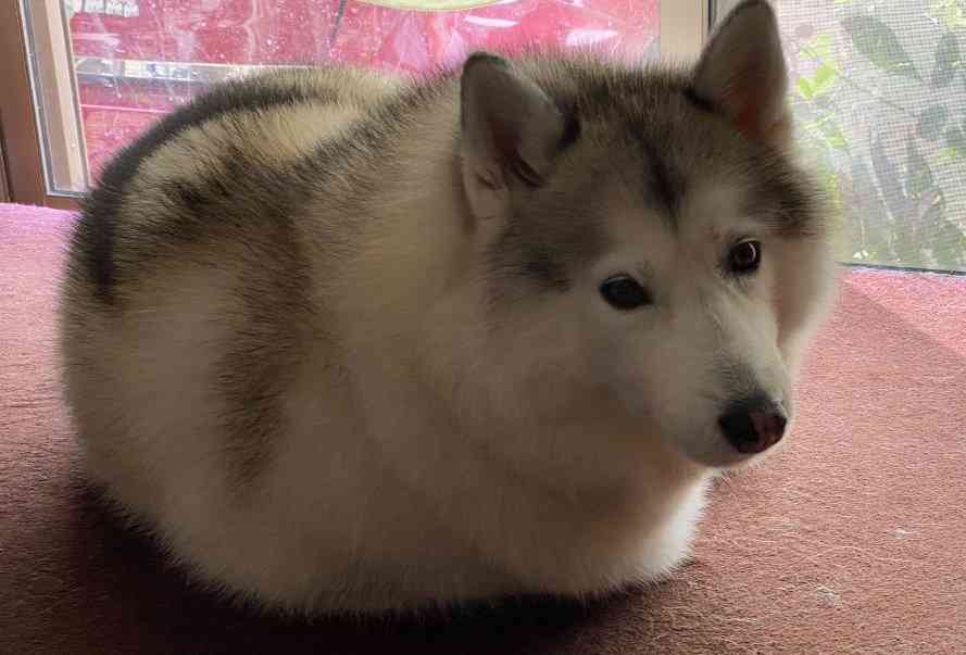 【画像】○○みたいな○○