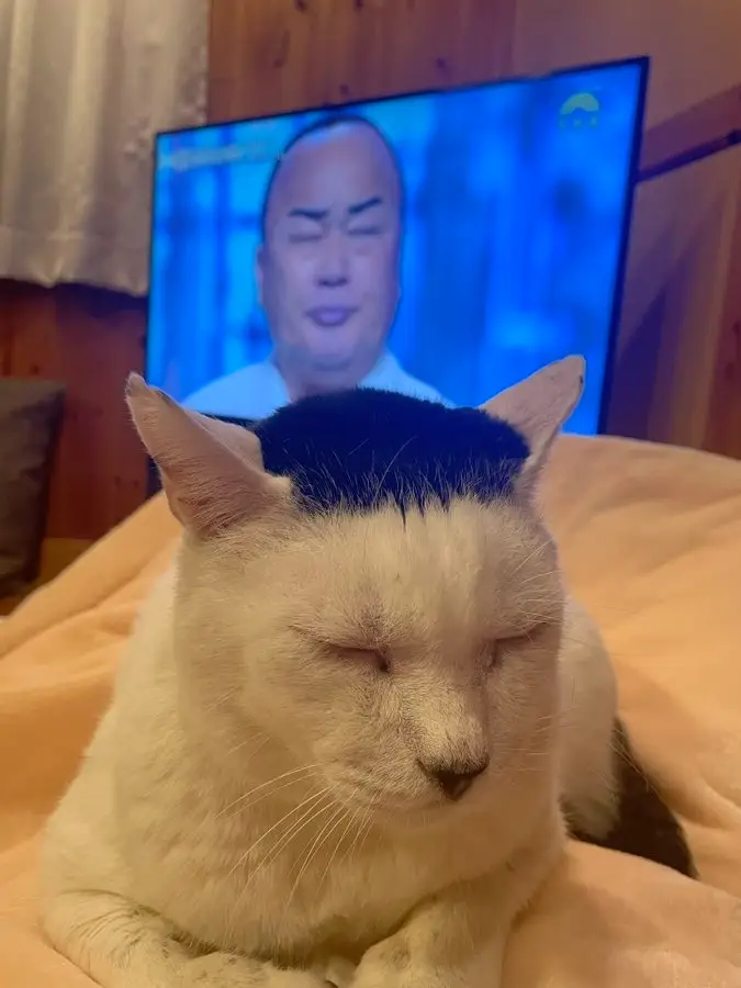 【画像】○○みたいな○○