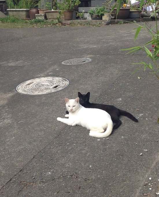 【画像】○○みたいな○○