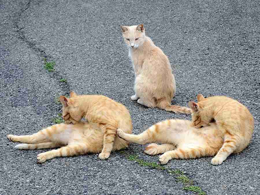 【画像】○○みたいな○○