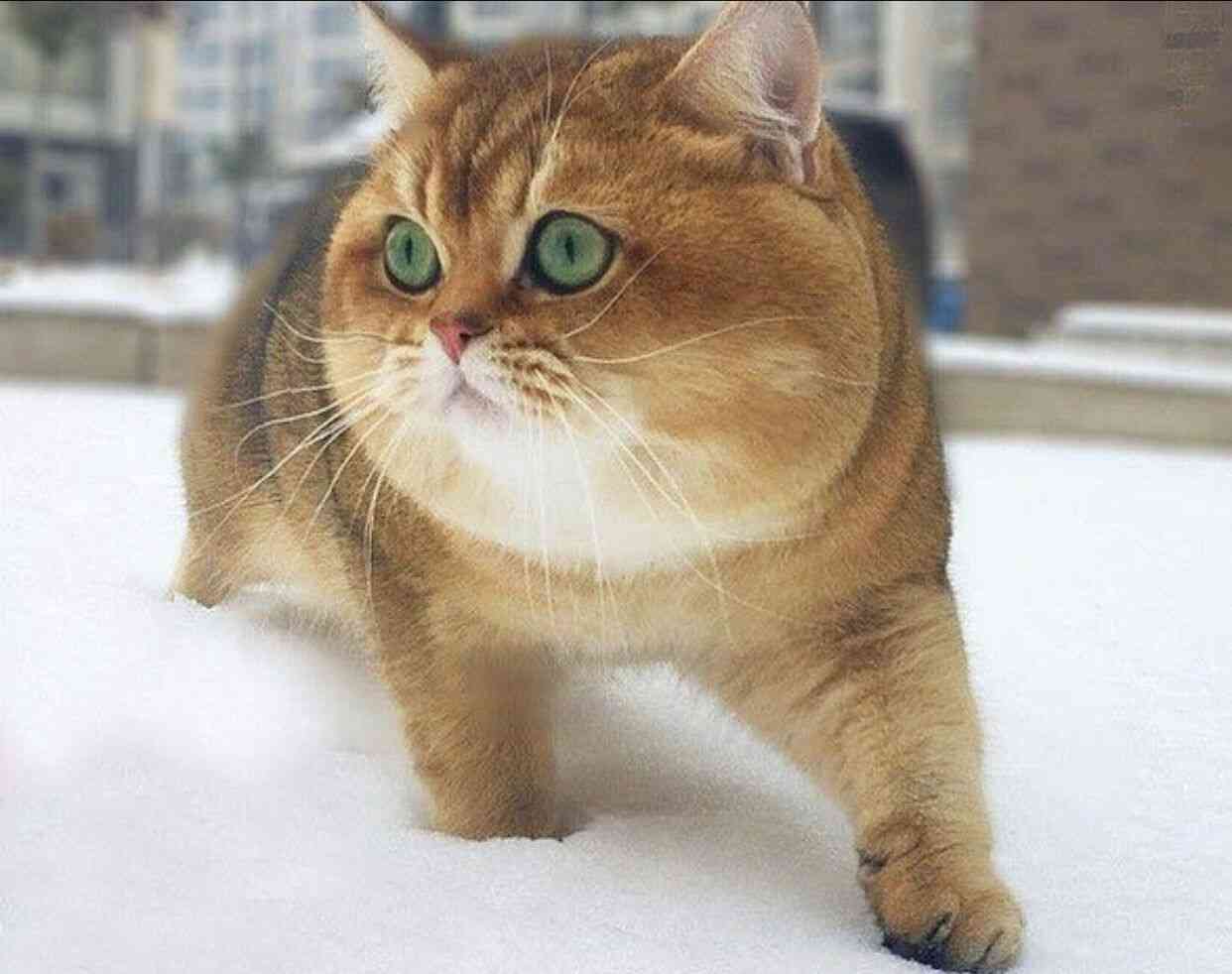 【画像】○○みたいな○○