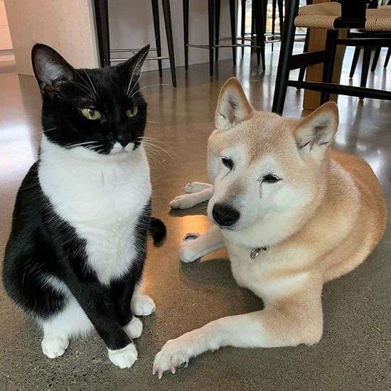 【画像】○○みたいな○○