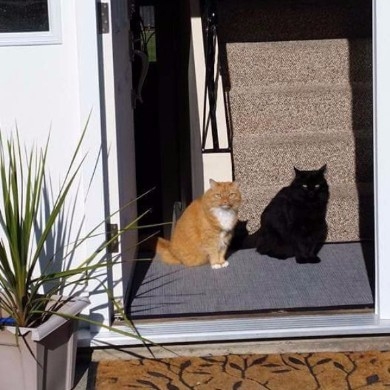 【画像】○○みたいな○○