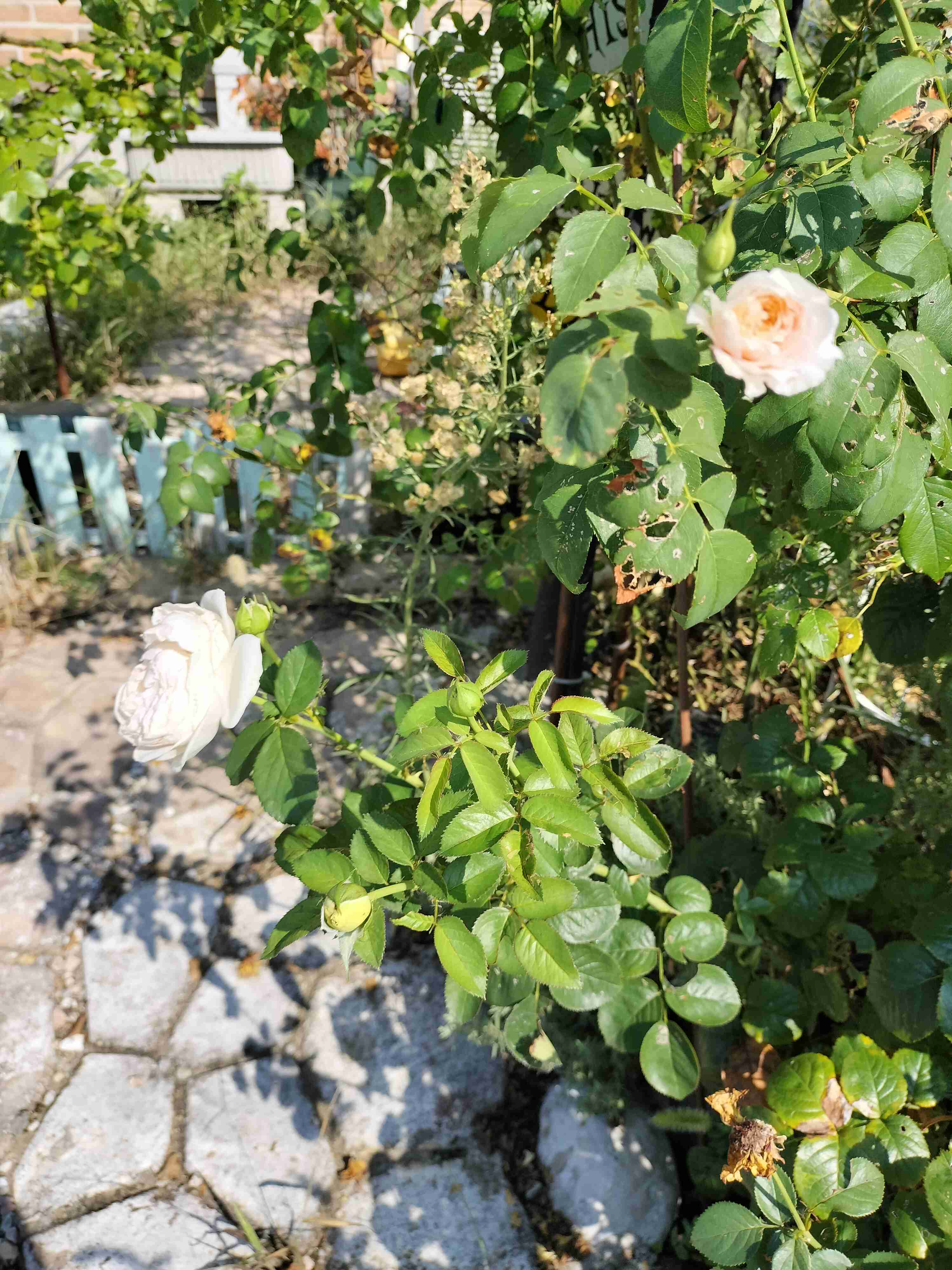 【ガーデニング】ガルちゃん園芸部【花・植物】part.51