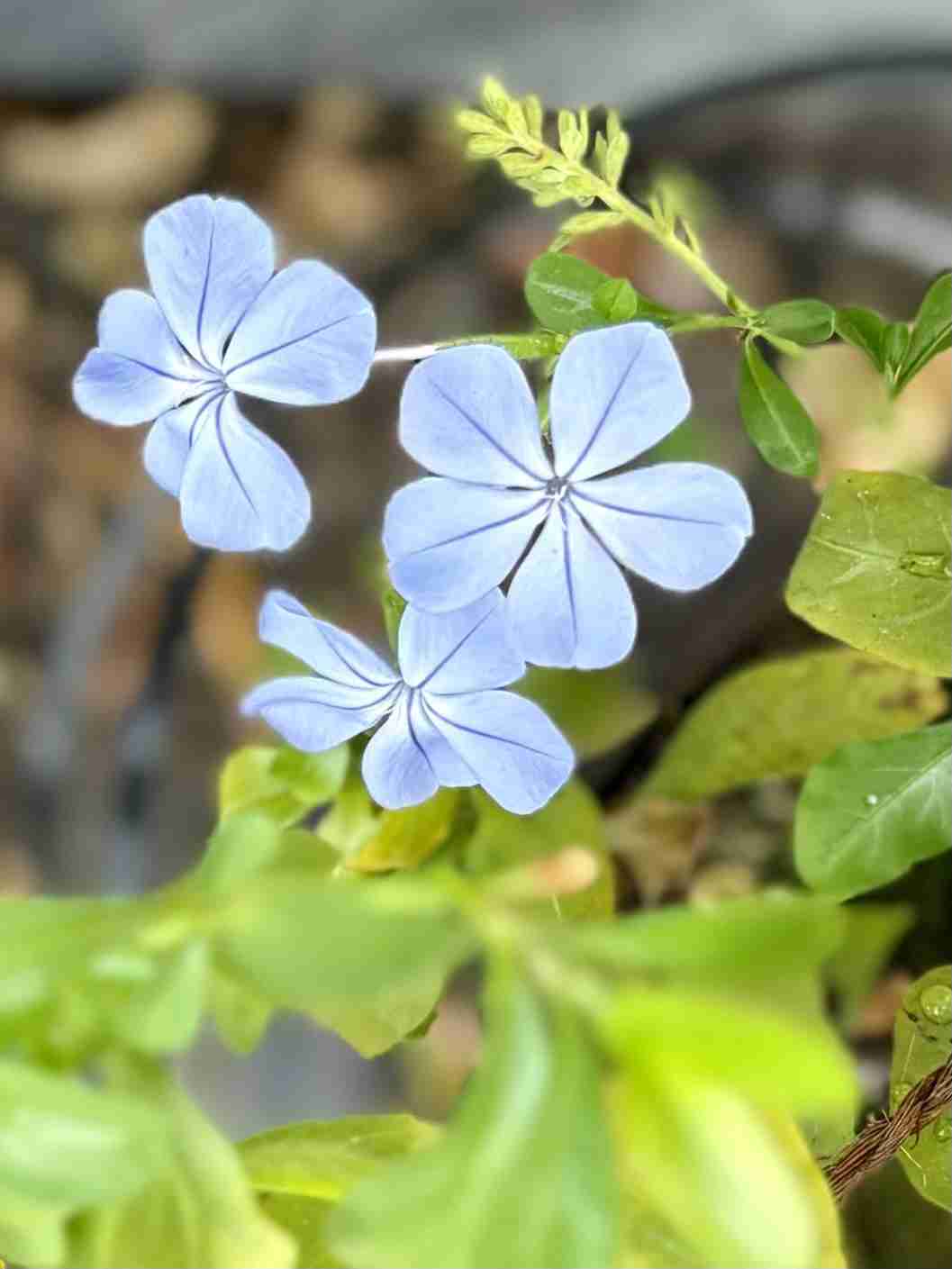 【ガーデニング】ガルちゃん園芸部【花・植物】part.51