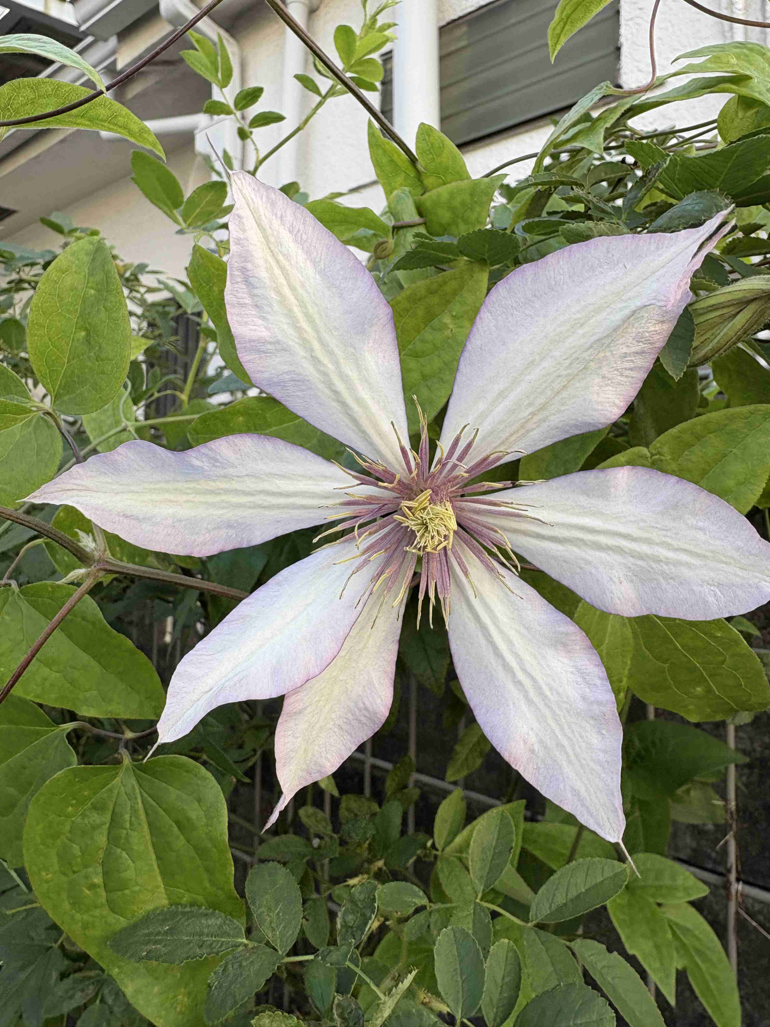 【ガーデニング】ガルちゃん園芸部【花・植物】part.51