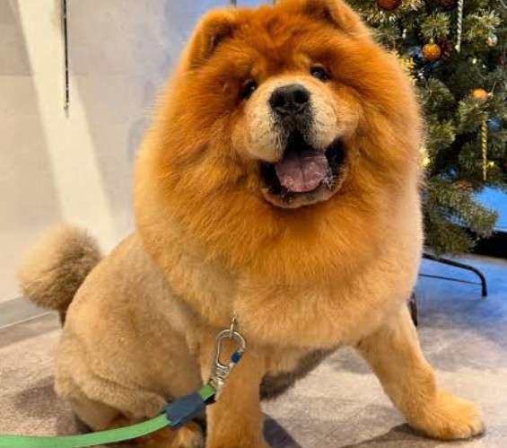 「ライオン脱走」投稿がネットで拡散⇒たてがみ風に毛を刈られた犬だった　専門家「剃毛は推奨されない」との指摘も